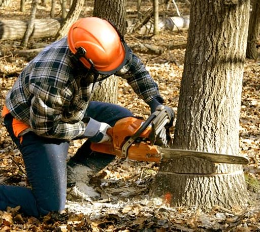 Tree Removal in Davis, NC
